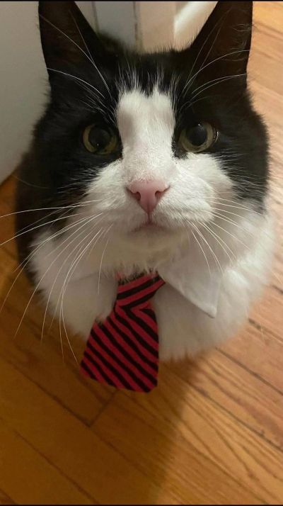 Black and white cat wearing a red and black striped tie.