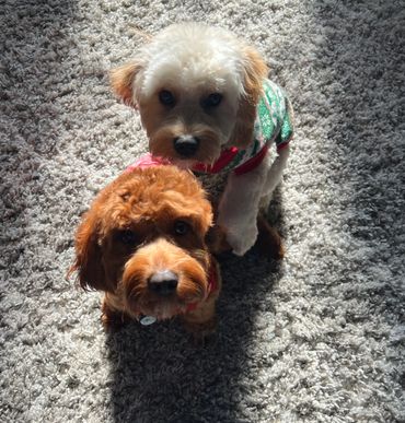 Marlee and Jax puppylove!!