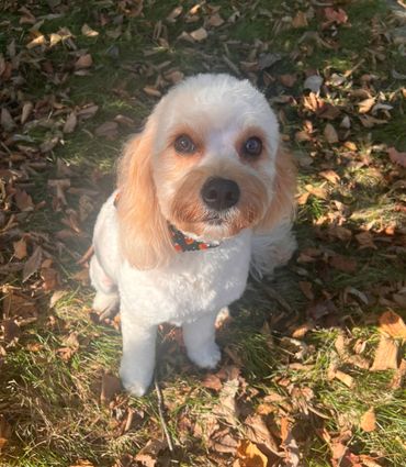 Sweet doodle girl Marlee