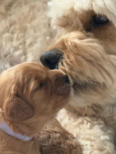 A tender moment between a small puppy and a larger dog nose-to-nose.