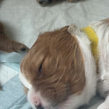 Close-up of a sleeping brown and white puppy with a yellow collar.