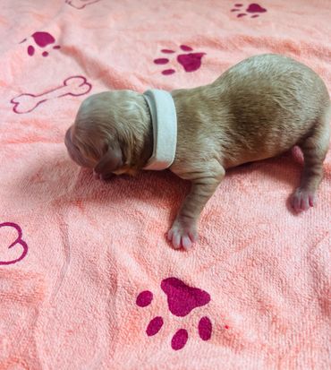 A newborn puppy with a white collar on a pink blanket with paw prints.