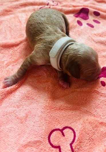 A newborn puppy rests on a pink blanket with paw and bone prints.