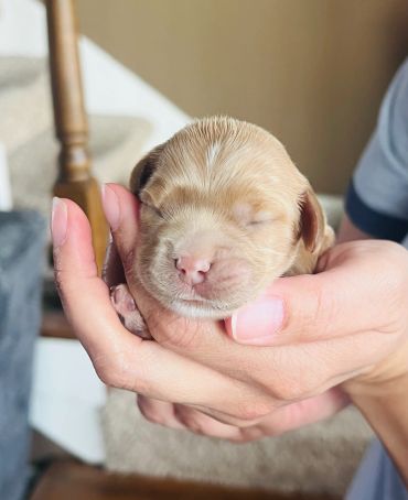 A tiny newborn puppy cradled gently in a person's hand.