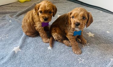 Two adorable brown puppies with collars sitting on a star-patterned blanket.