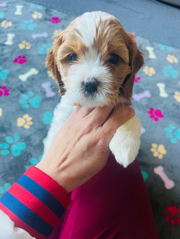 Adorable small puppy held gently with colorful paw-print blanket in background.