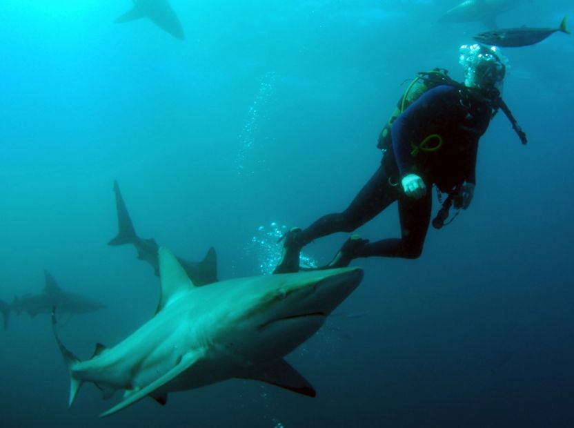 Jay diving with sharks, with no cages. Filled with Bravado