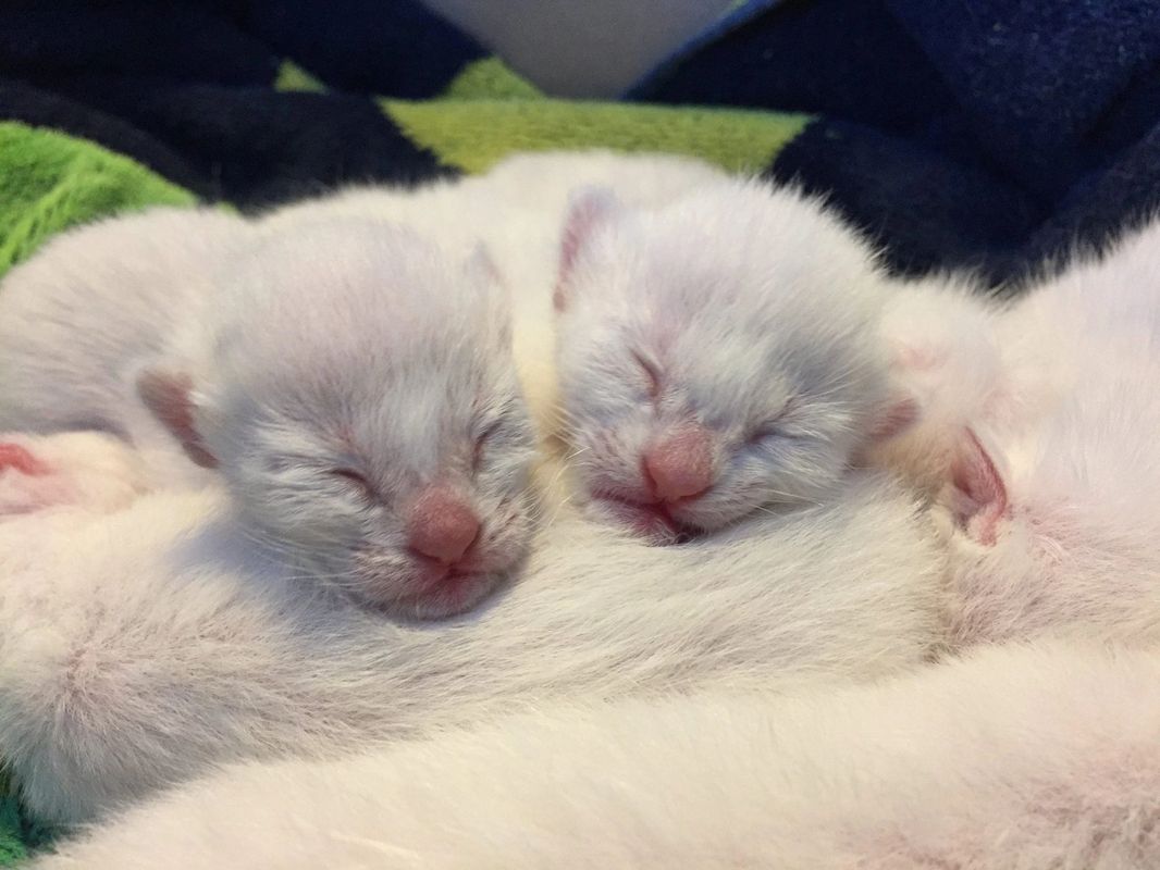 Chatterie Le Manoir Des Siamois Balinais Chatterie Le Manoir Des Siamois Balinais