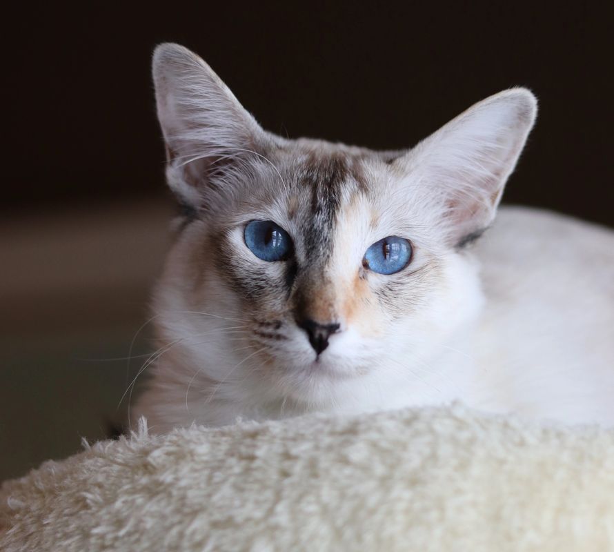 Chatterie Le Manoir Des Siamois Balinais