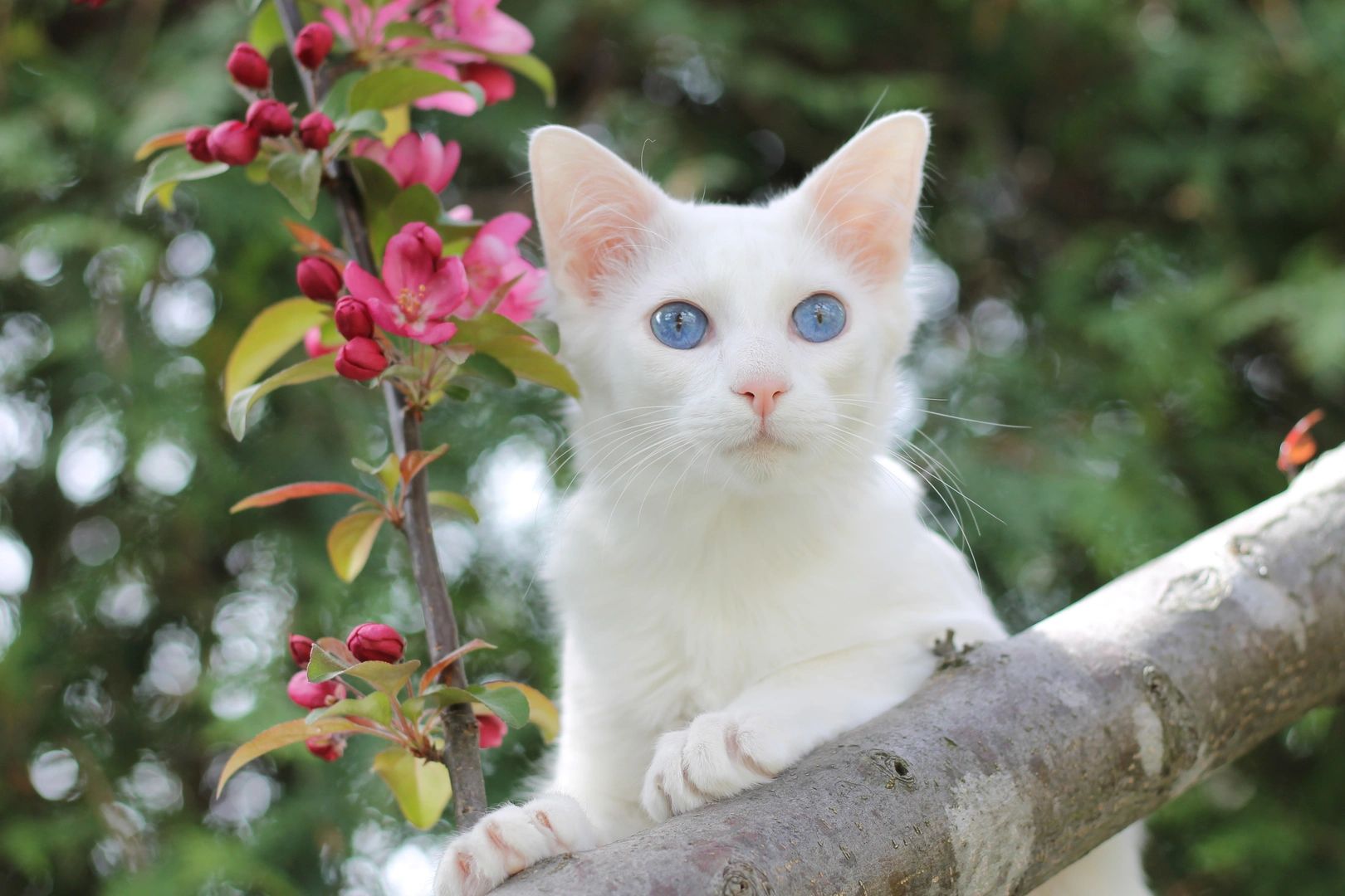 Chatterie Le Manoir Des Siamois Balinais