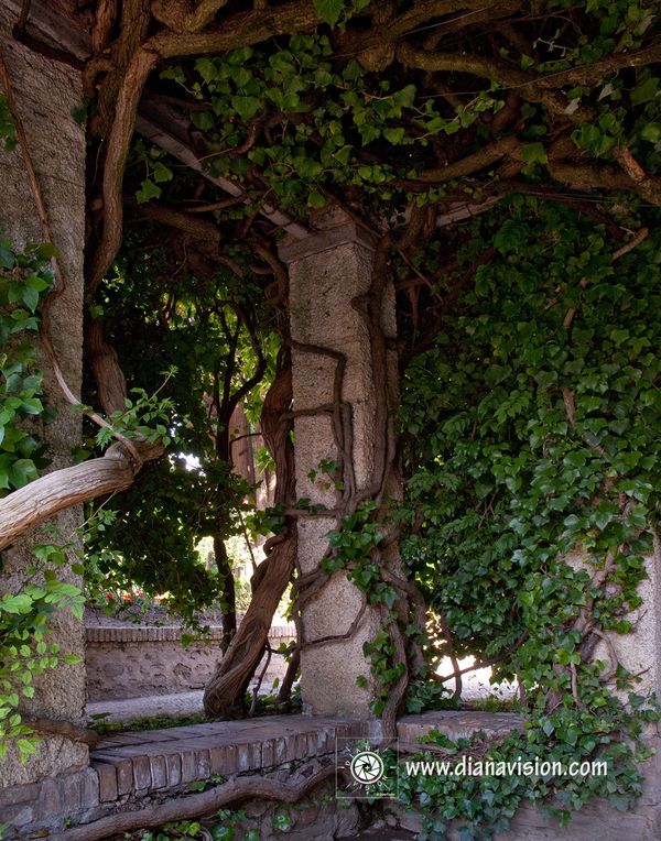 Stone Bench, Ancient Vines, Garden, Serenity