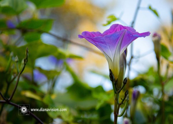 Morning Glory, Simplicity