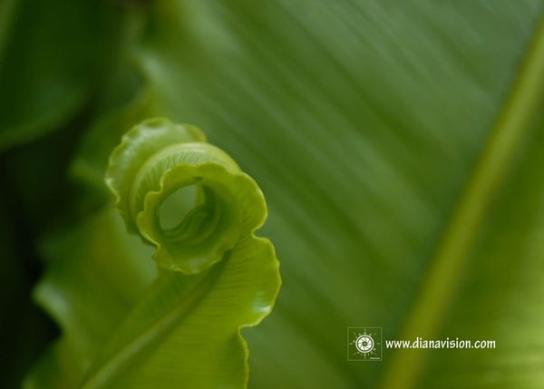 Unfurling Leaf, Simplicity