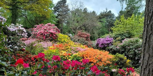 Lea Gardens