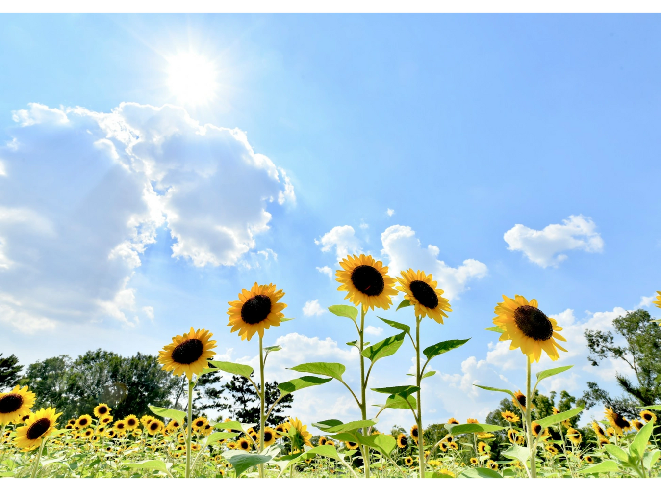 Photo from ground level of a field of sunflowers against a blue sky with the sun and clouds