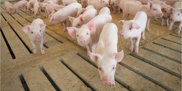 Weaned pigs in a wean to finish barn. 