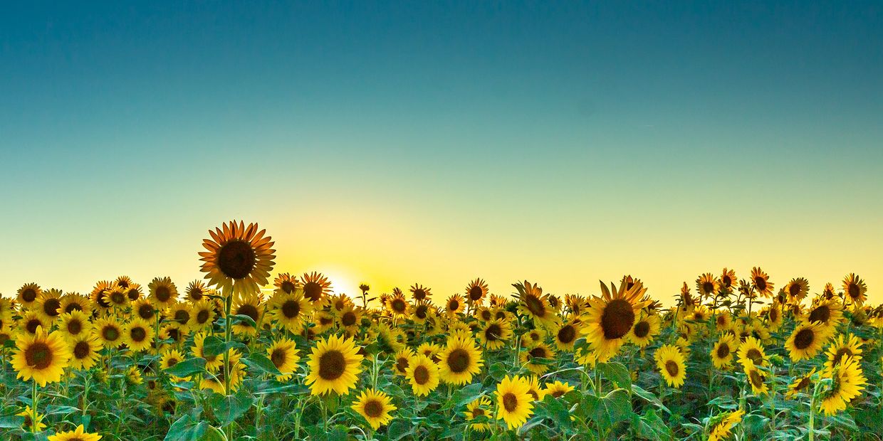 Sunflower field in Cape Girardeau, MO