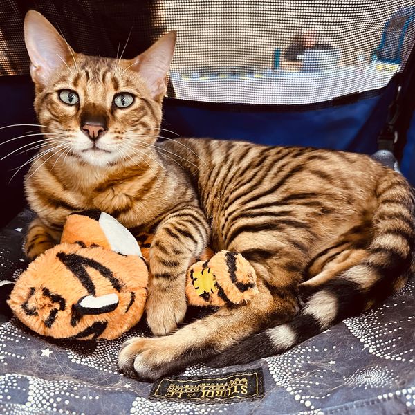 Colorado Toyger Balai