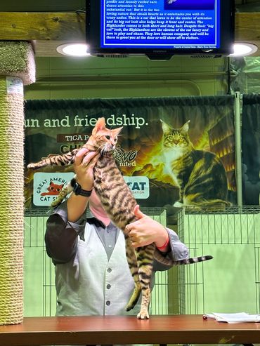 Toyger Kittens Chicago TICA