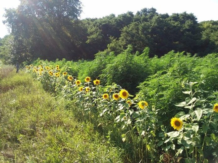 wisconsinhempflower.com