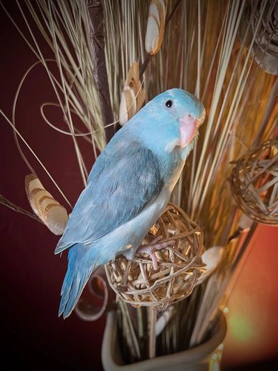 Pacific Parrotlet 