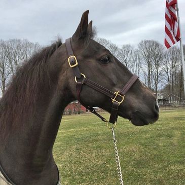 a chestnut horse