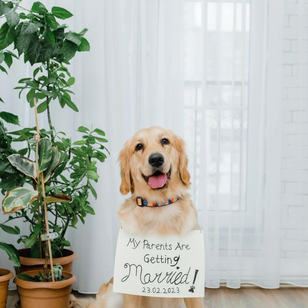 Golden retriever with a sign announcing parents' wedding.