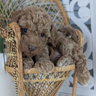 Curly brown puppy relaxing in a wicker chair.