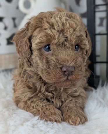 Curly brown puppy resting on white blanket.