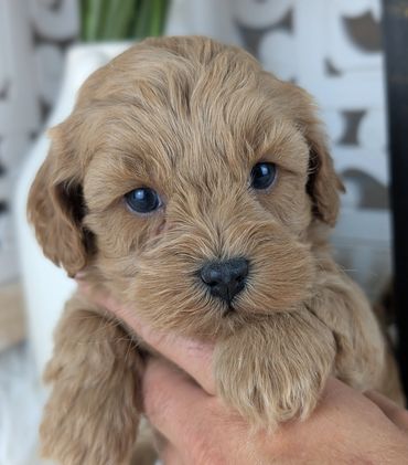 Cute red Havapoo puppy being held by hand, available from River View Puppies.