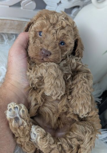 Curly-haired brown puppy being held gently.