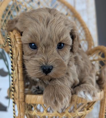 Adorable red Havapoo puppy sitting in a wicker chair, available from River View Puppies today.