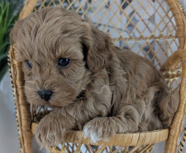Fluffy red Havapoo puppy lounging in a wicker chair from River View Puppies.