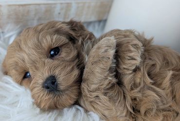 Sweet red Havapoo puppy lying on a fluffy blanket from River View Puppies.