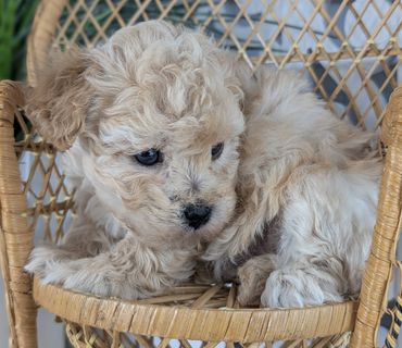 Fluffy light-colored Havapoo puppy sitting comfortably in a wicker chair from River View Puppies.