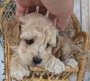 Curly light-colored Havapoo puppy in a wicker chair getting petted by River View Puppies.