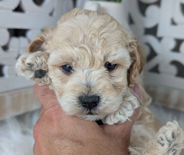 Adorable light-coated Havapoo puppy being held up, available from River View Puppies.