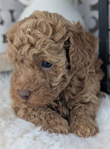 Adorable curly brown puppy resting.