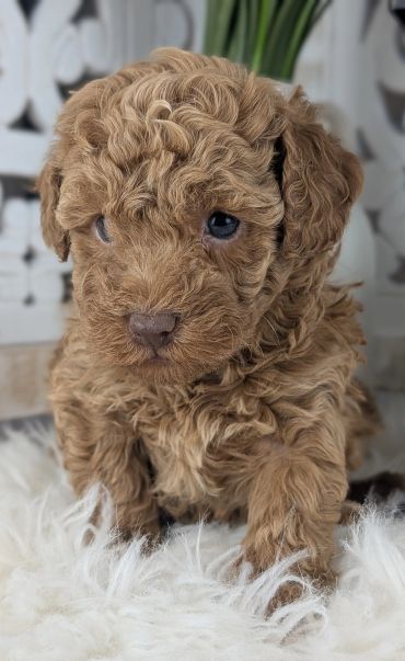 Adorable curly-haired brown puppy sitting on a fluffy white rug.