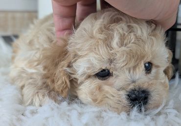 Sweet light-coated Havapoo puppy getting petted on a soft blanket by River View Puppies.