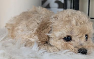 Cozy red Havapoo puppy resting on a soft blanket from River View Puppies.