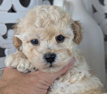Playful light red Havapoo puppy being held, available from River View Puppies.