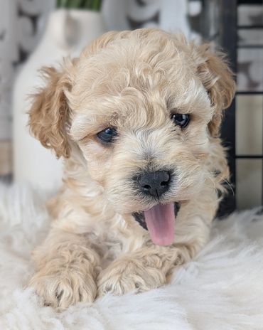 Playful light-colored Havapoo puppy with tongue out on a blanket from River View Puppies.