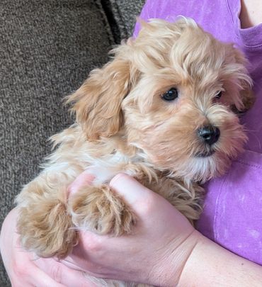 havapoo buy pet new york california florida texas puppies for sale cavapoo maltipoo cavapoochon pup