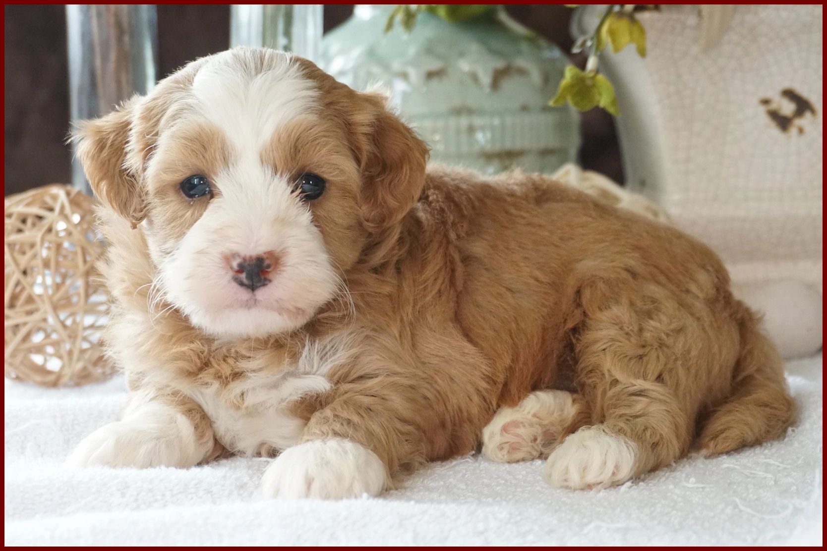 how much do havanese puppies sell for