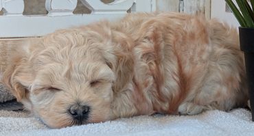 havapoo puppy puppies havanese poodle new york california texas iowa river view puppies for sale