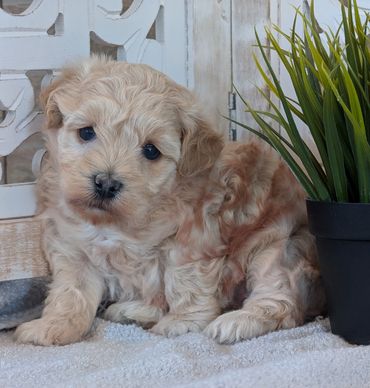 havapoo puppy puppies havanese poodle new york california texas iowa river view puppies for sale