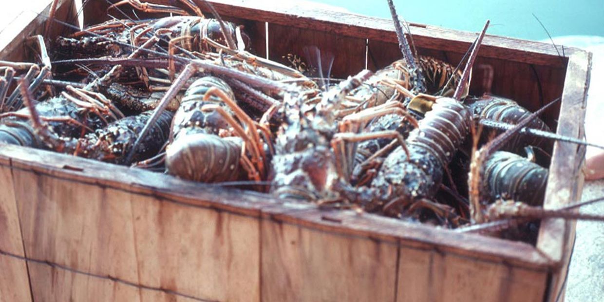 crate of fresh lobster at Key West Lobsterfest
