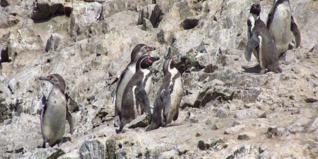 HUMBOLT PENGUINS, Ballestas Islands in Paracas, combine this tour with a flight to the Nazca Lines