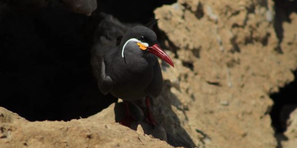 Inka Terns-Ballestas Islands in Paracas, combine this tour with a flight to the Nazca Lines